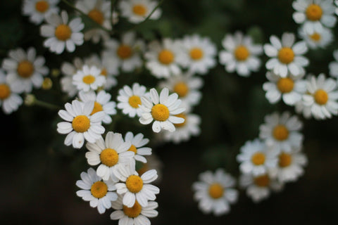 Chamomile and PCOS: What the Research Actually Shows